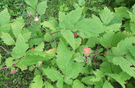 Sneaky Raspberries