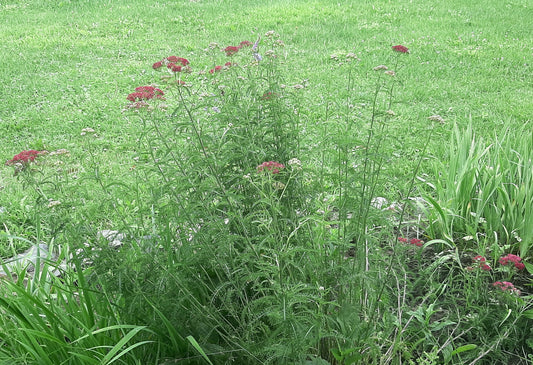 Monet in the Lawn