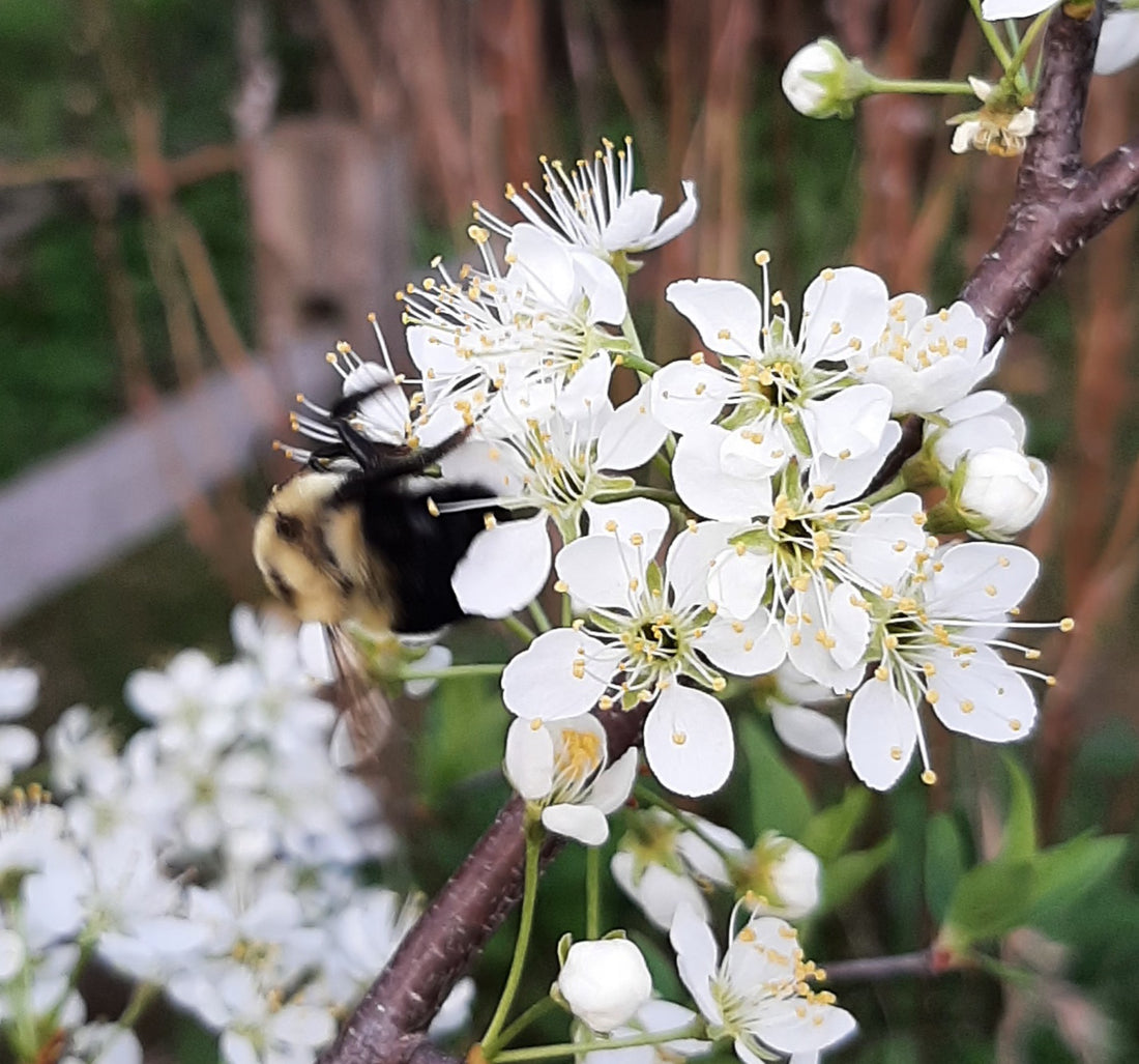 Bees and Plums